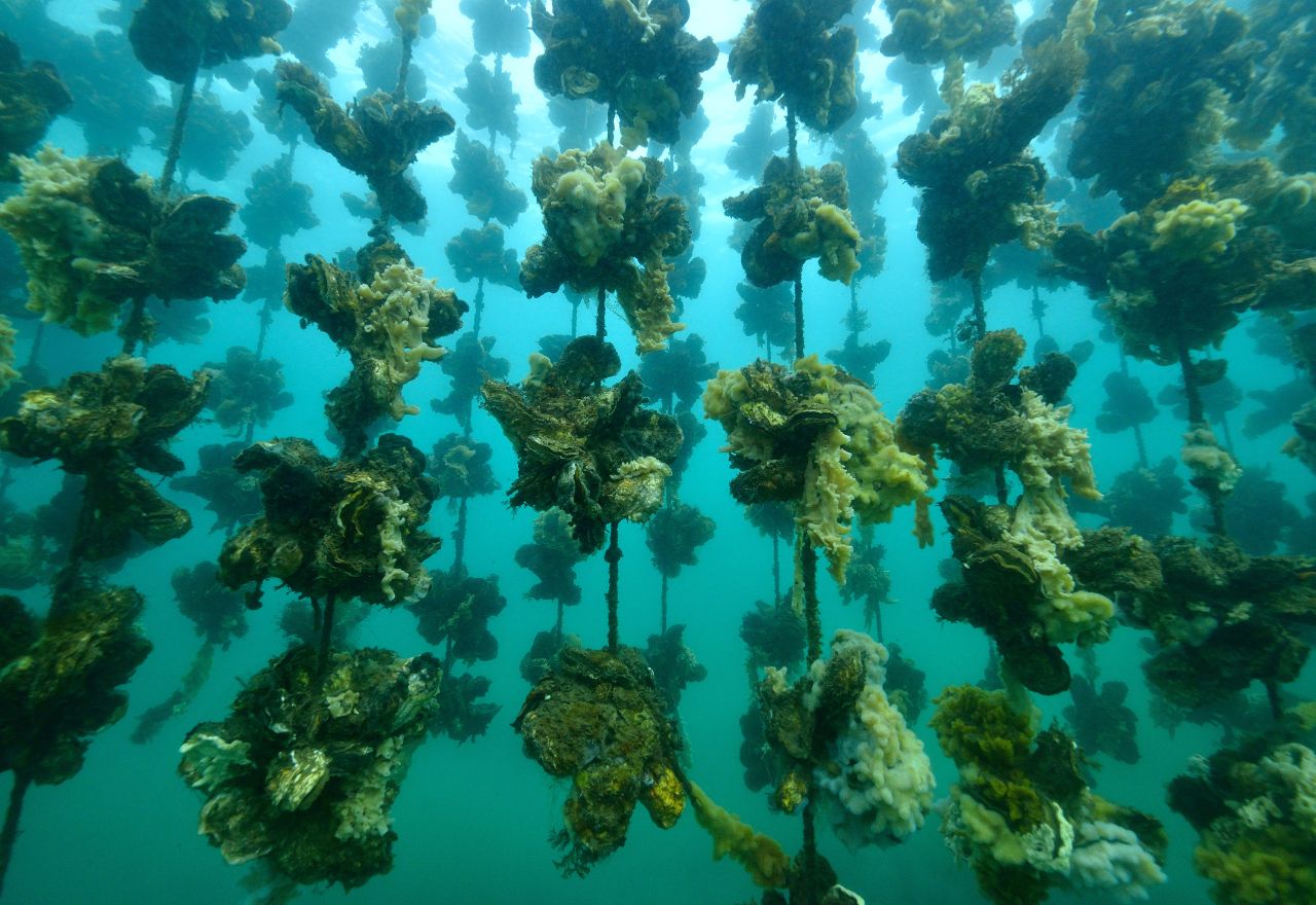 Increase Payouts For Mahurangi Oysters