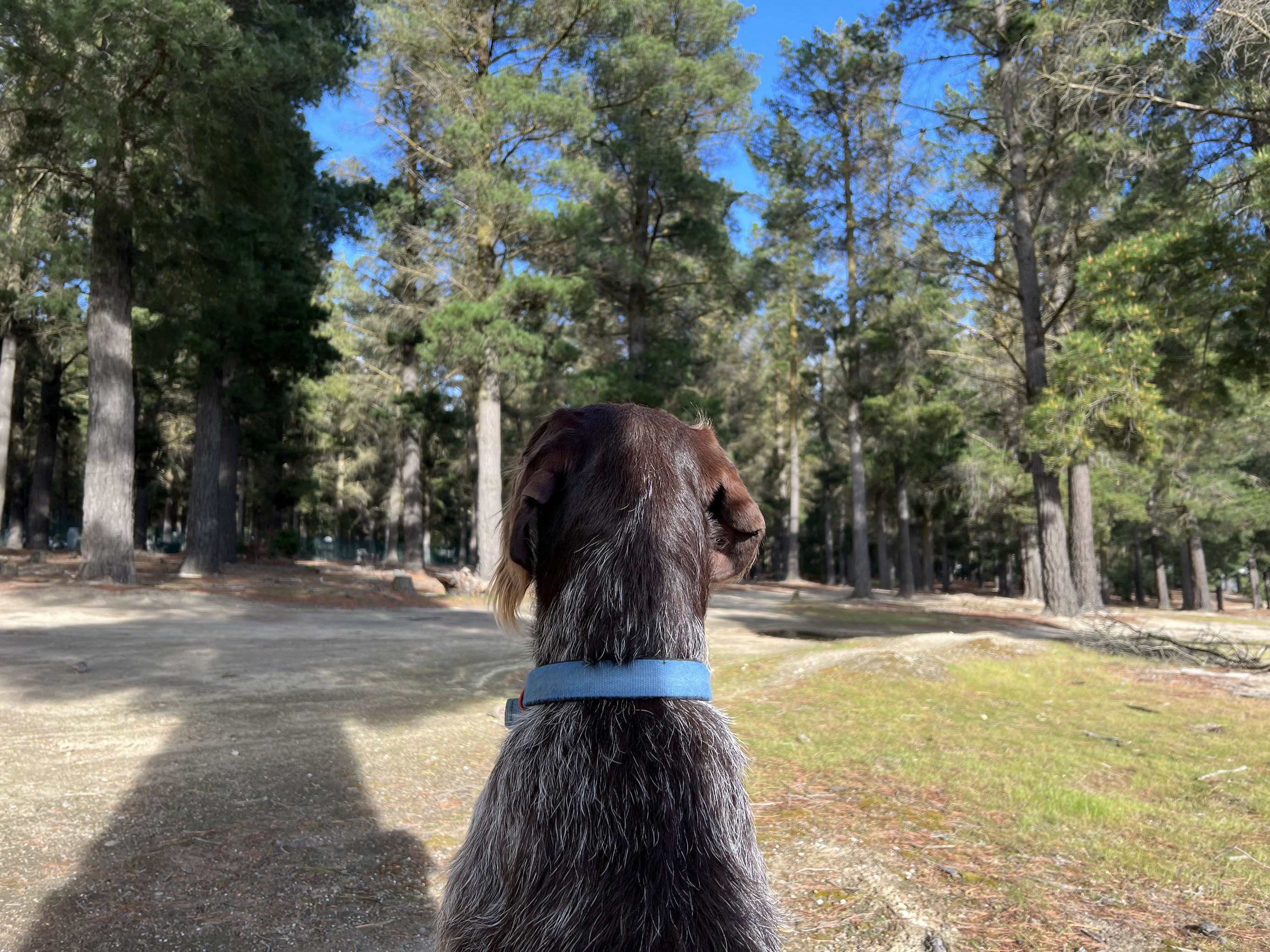 Draft bylaw tightens park rules on dogs and camping