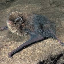 No batmobile required to be part of Bats in Backyard project