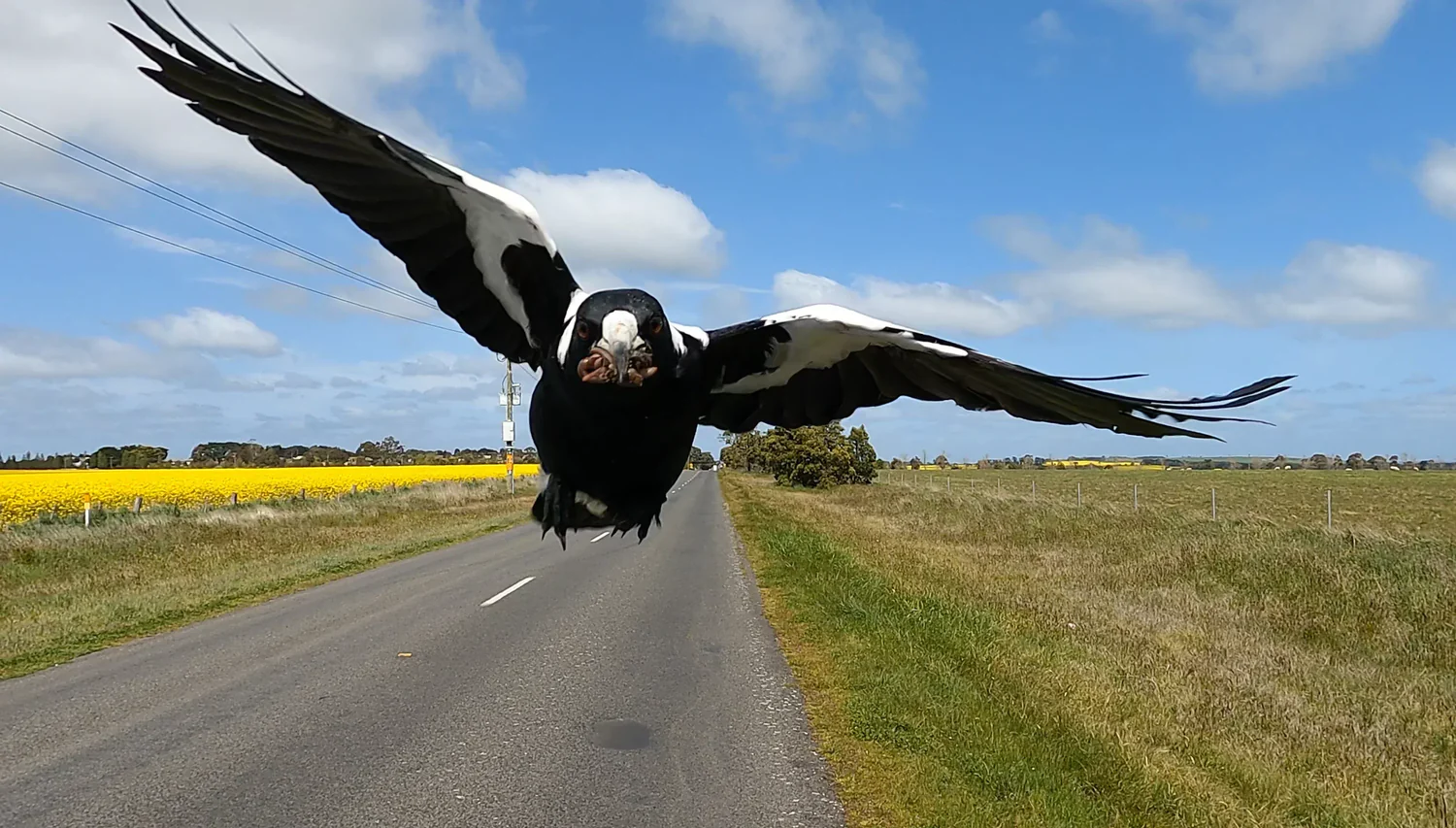The sailing scourge: the swooping magpie
