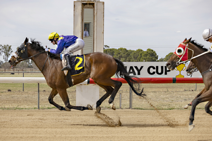 Tips for Elders Hay Cup 