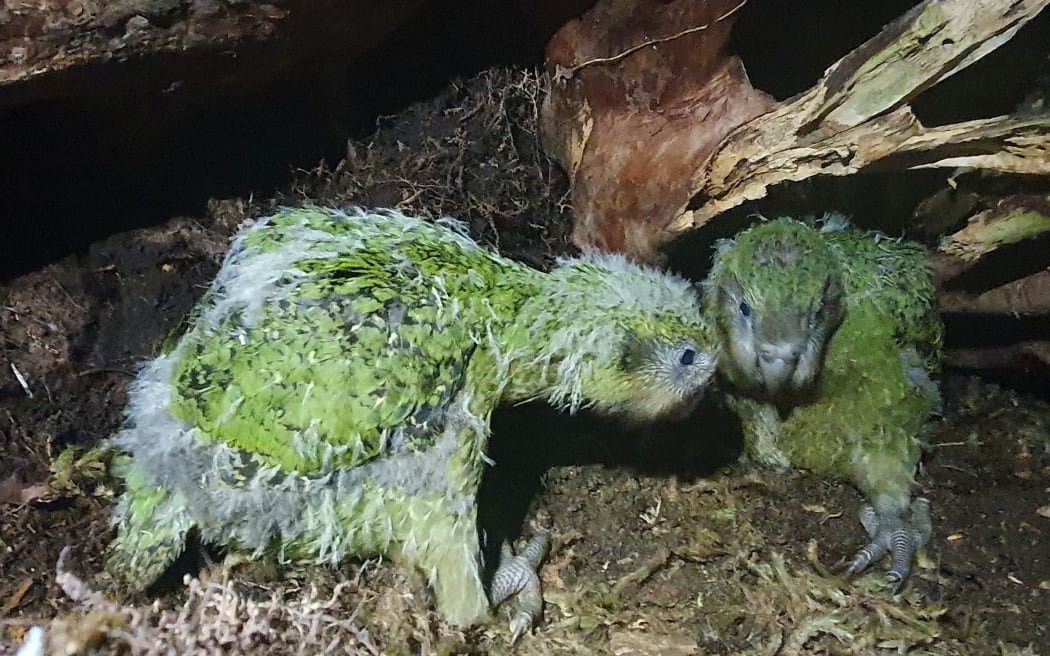 Kākāpō might not be the bird of the year, but this is the year of the kākāpō