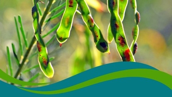 Discover native foods in Strathalbyn