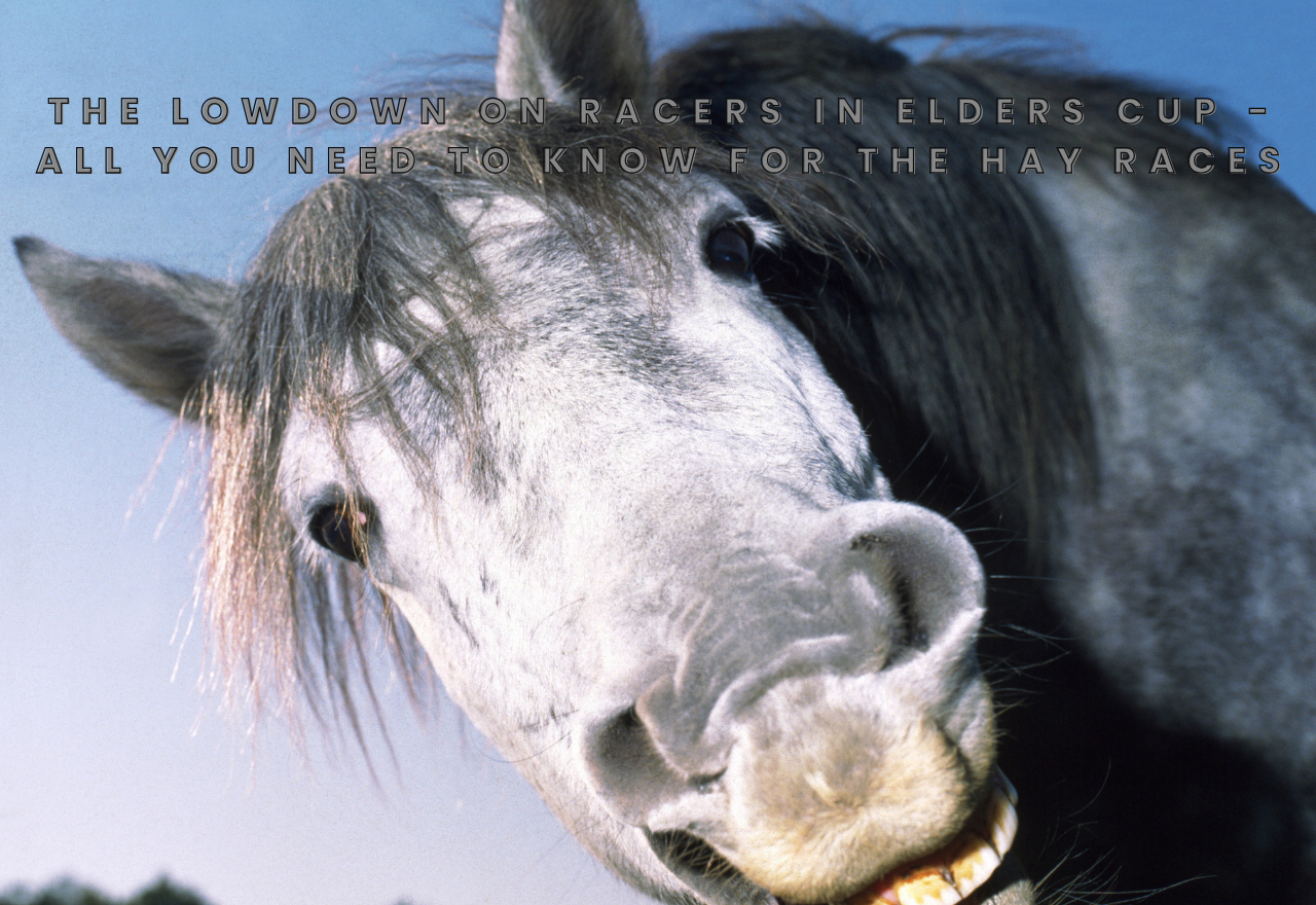 The lowdown on all you need to know for the Hay races - get your punt on