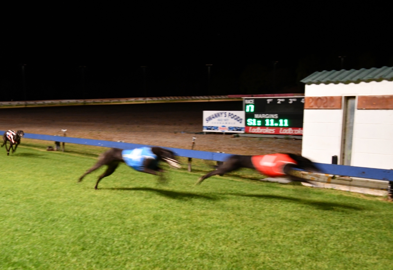 Butler calls for inquiry into greyhound body