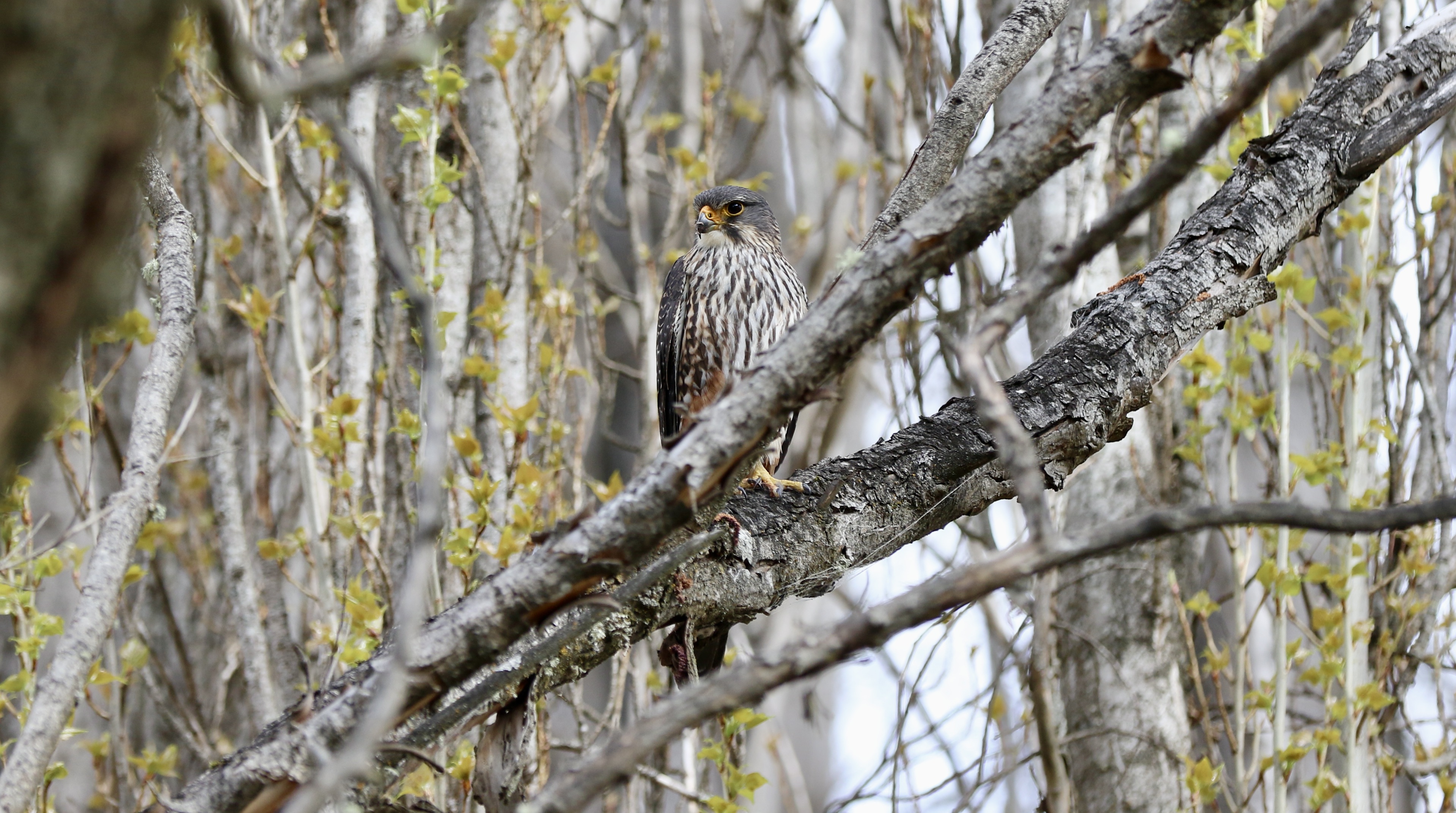 Local kārearea sightings sought
