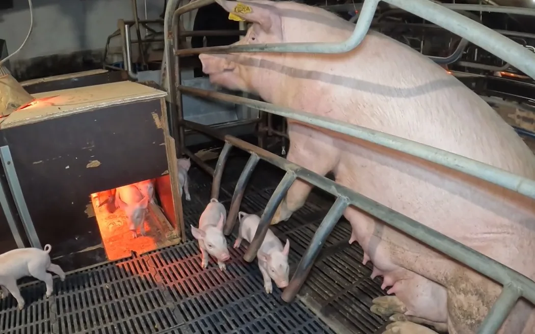 New farrowing crates rules at piggeries progress, amid undercover footage release
