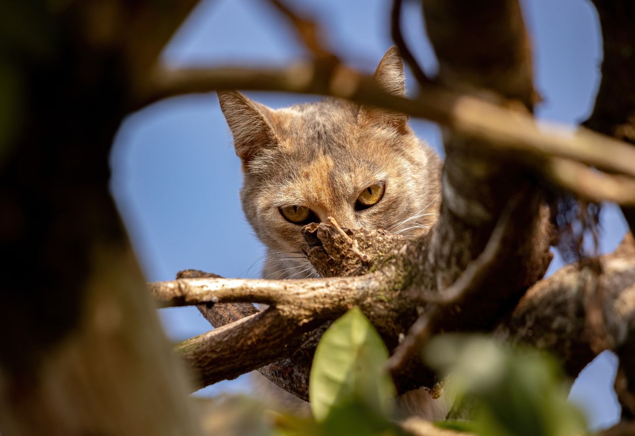 Feral Cats Targeted In Predator Plan