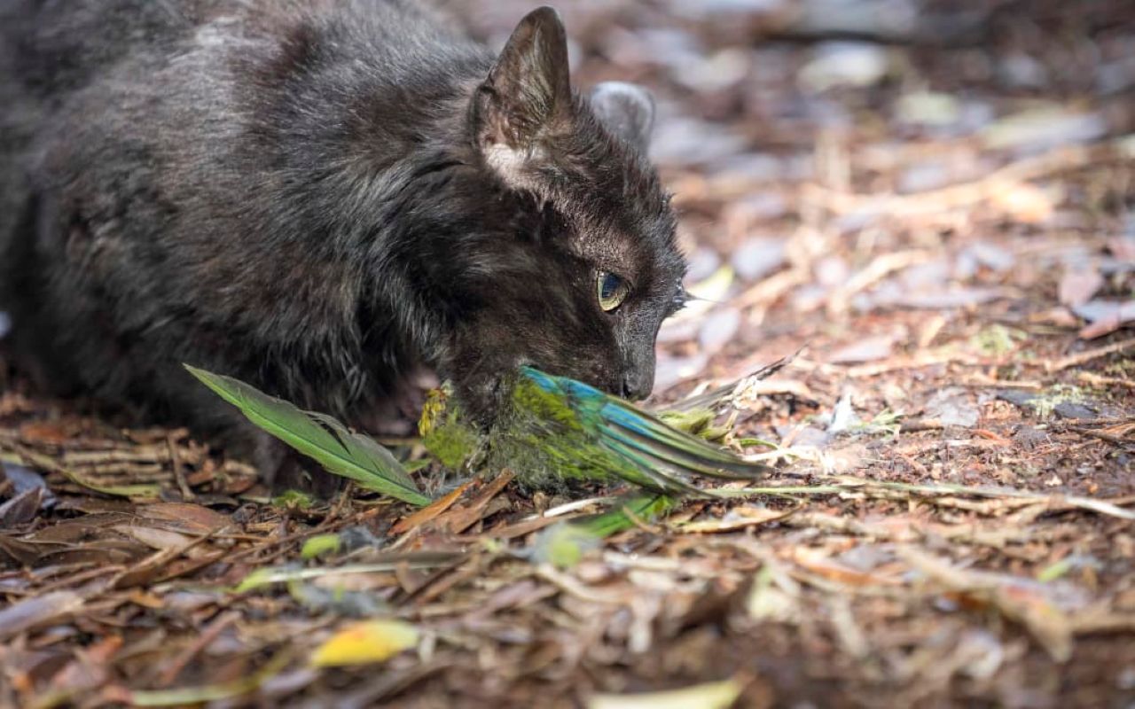 'Stone cold killer' feral cats added to Predator Free 2050 strategy, Conservation Minister announces