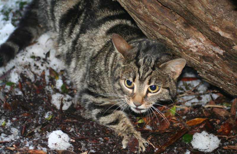 Feral cats a ‘growing local threat’