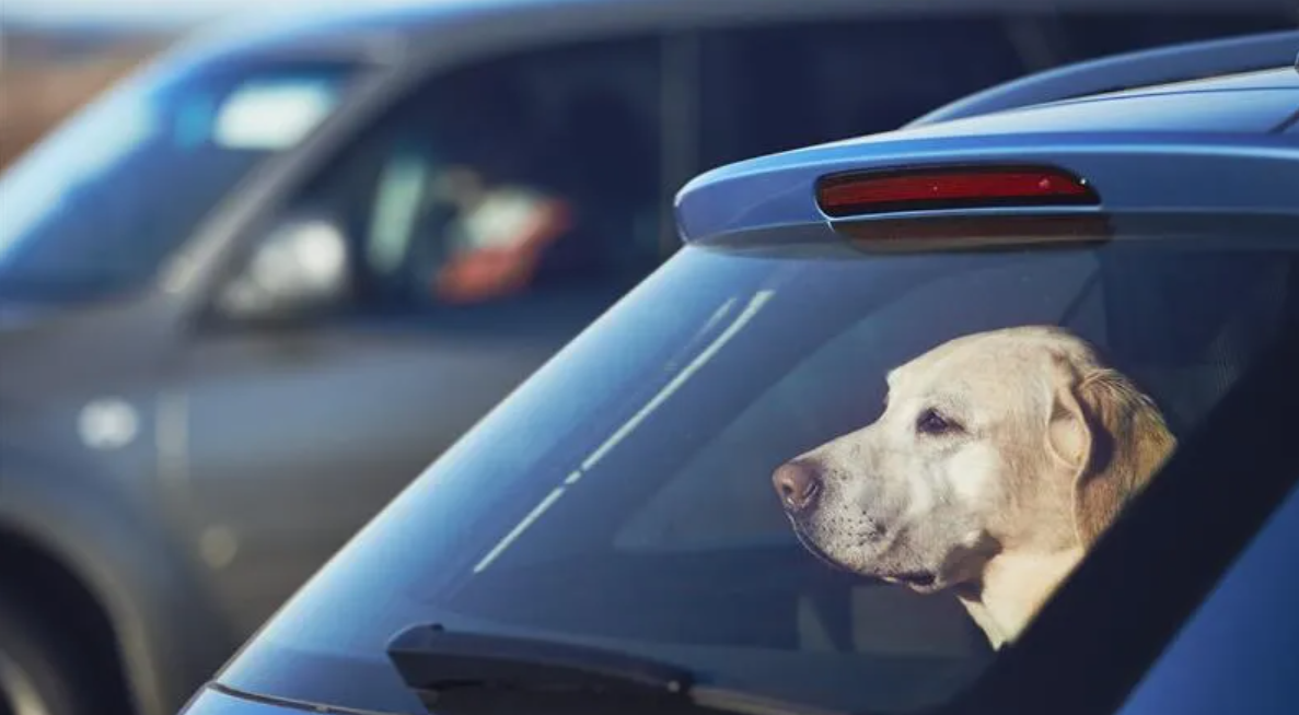 SPCA Warns Against Hot Car Dogs