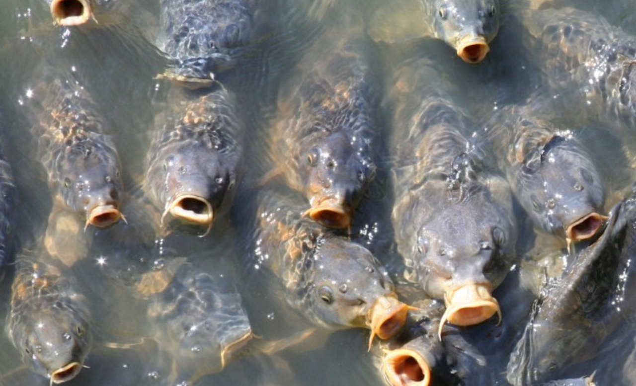  Stop sweeping fish problem under the ‘carp-et’