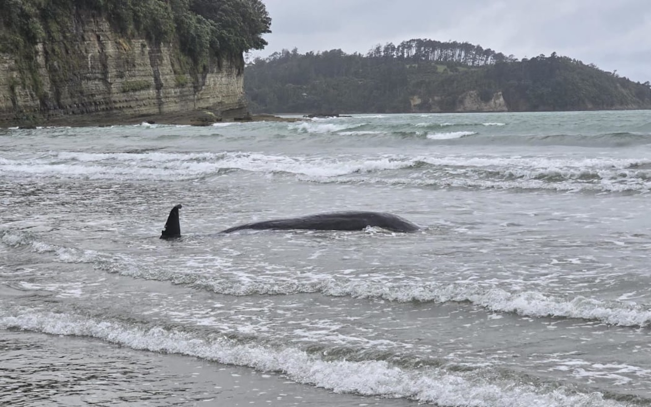 Pygmy sperm whale found dead on Orewa Beach