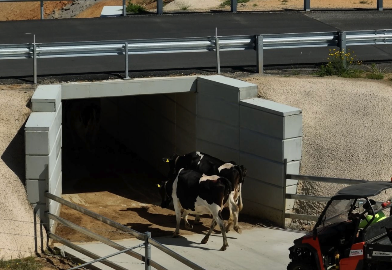 Cattle underpasses and flashing lights make regional roads safer