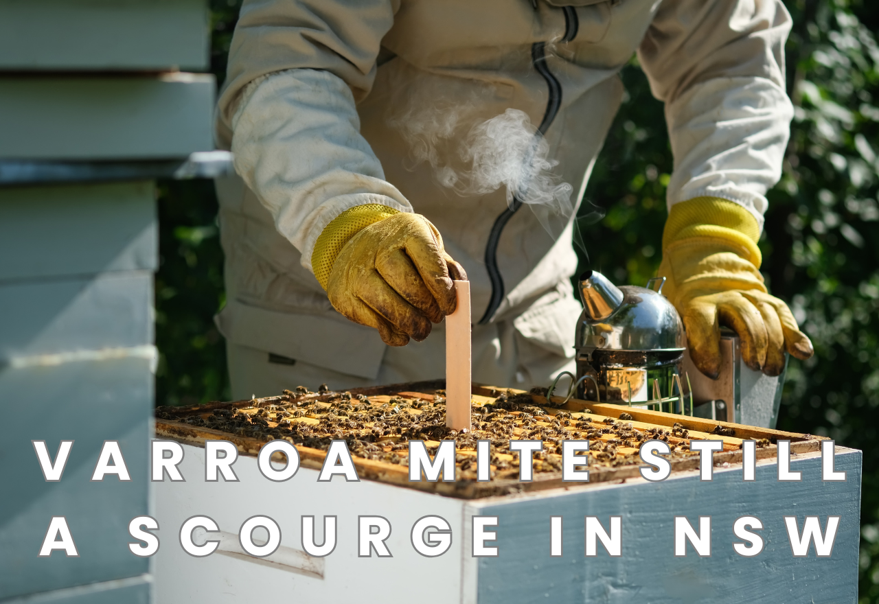 Riverina's beekeeping industry under threat as Varroa Mite takes economic toll 
