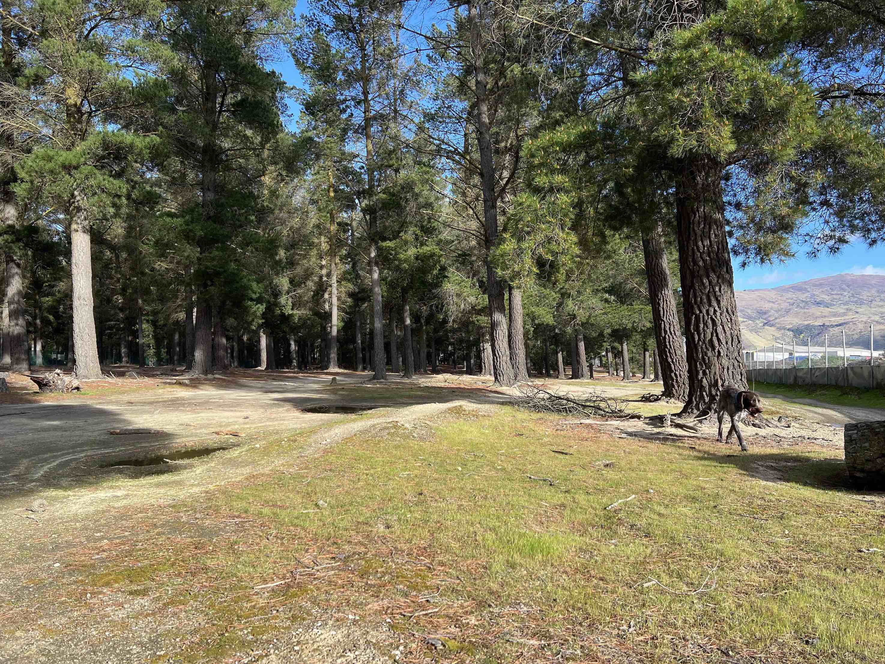 Dog parks to go as council eyes solar potential for Cromwell 