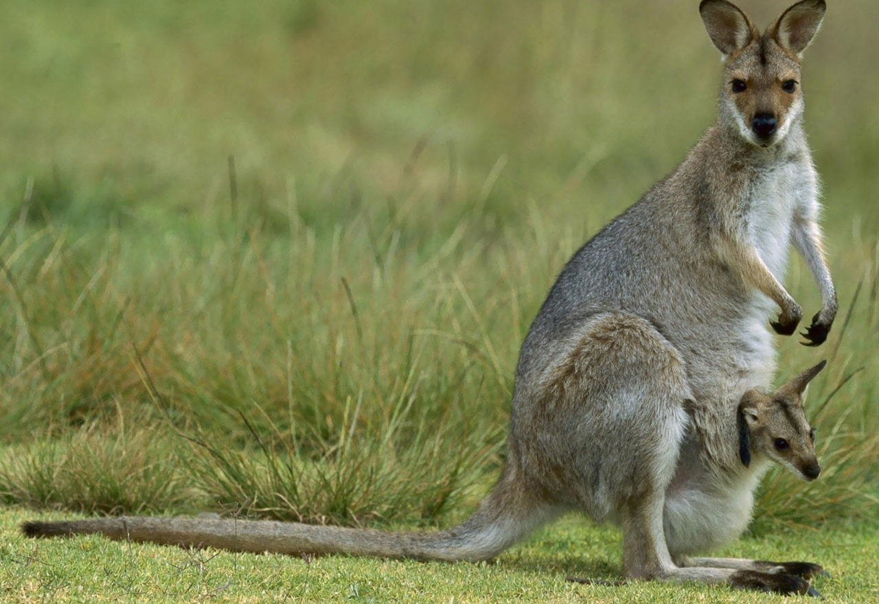 Report pest animals, weeds and disease online