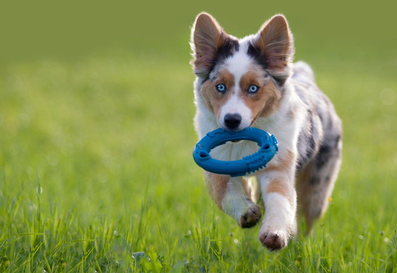 New dog breeding laws take effect in NSW: what you need to know