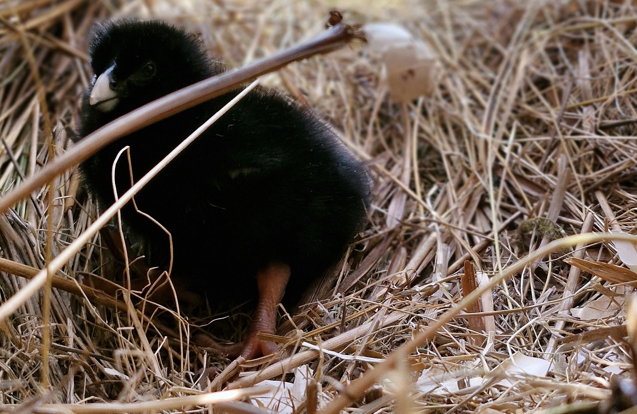 Breeding success for takahē in Upper Whakatipu 