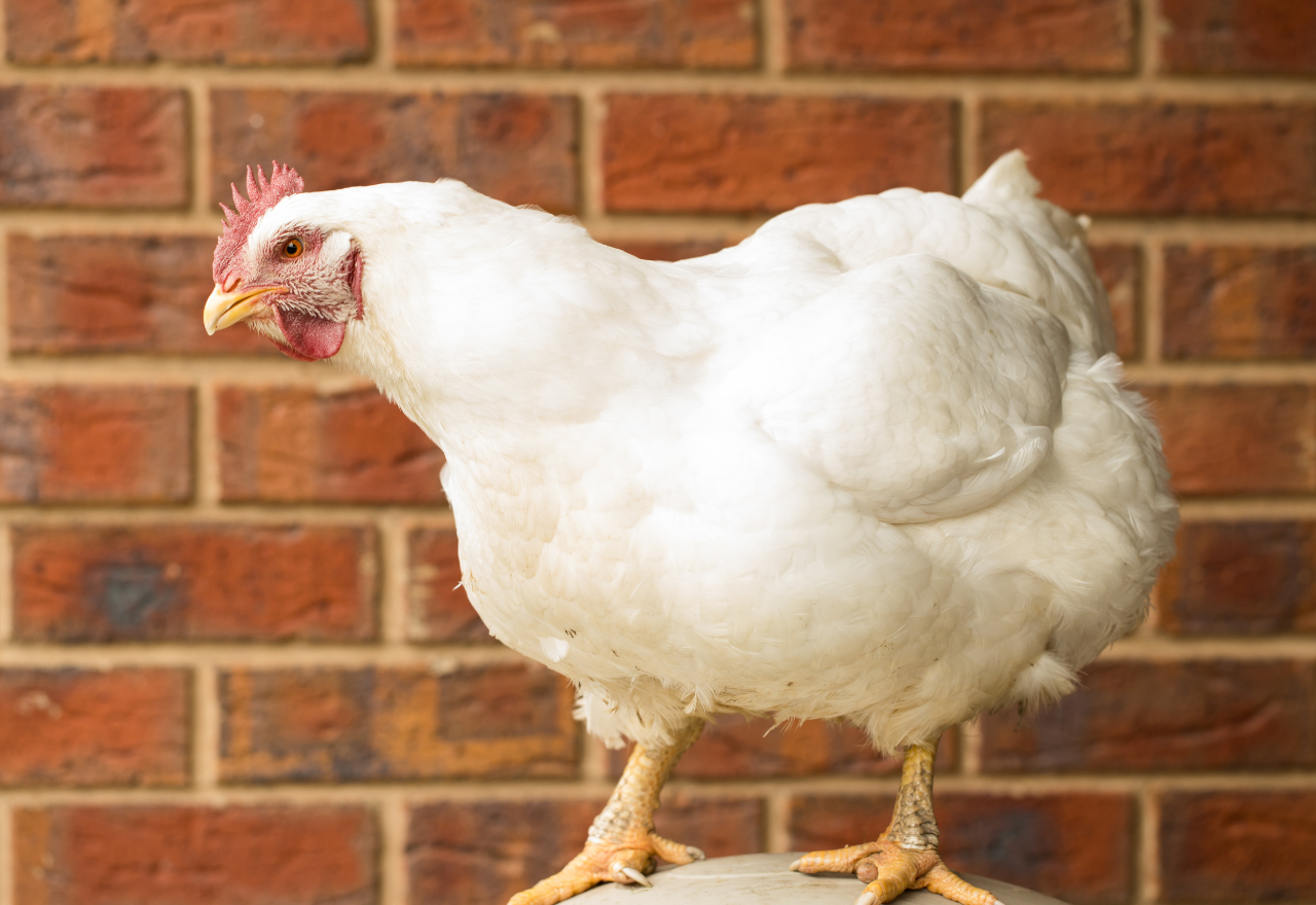 Carrathool Shire Council poultry expansion approved with road upgrade conditions