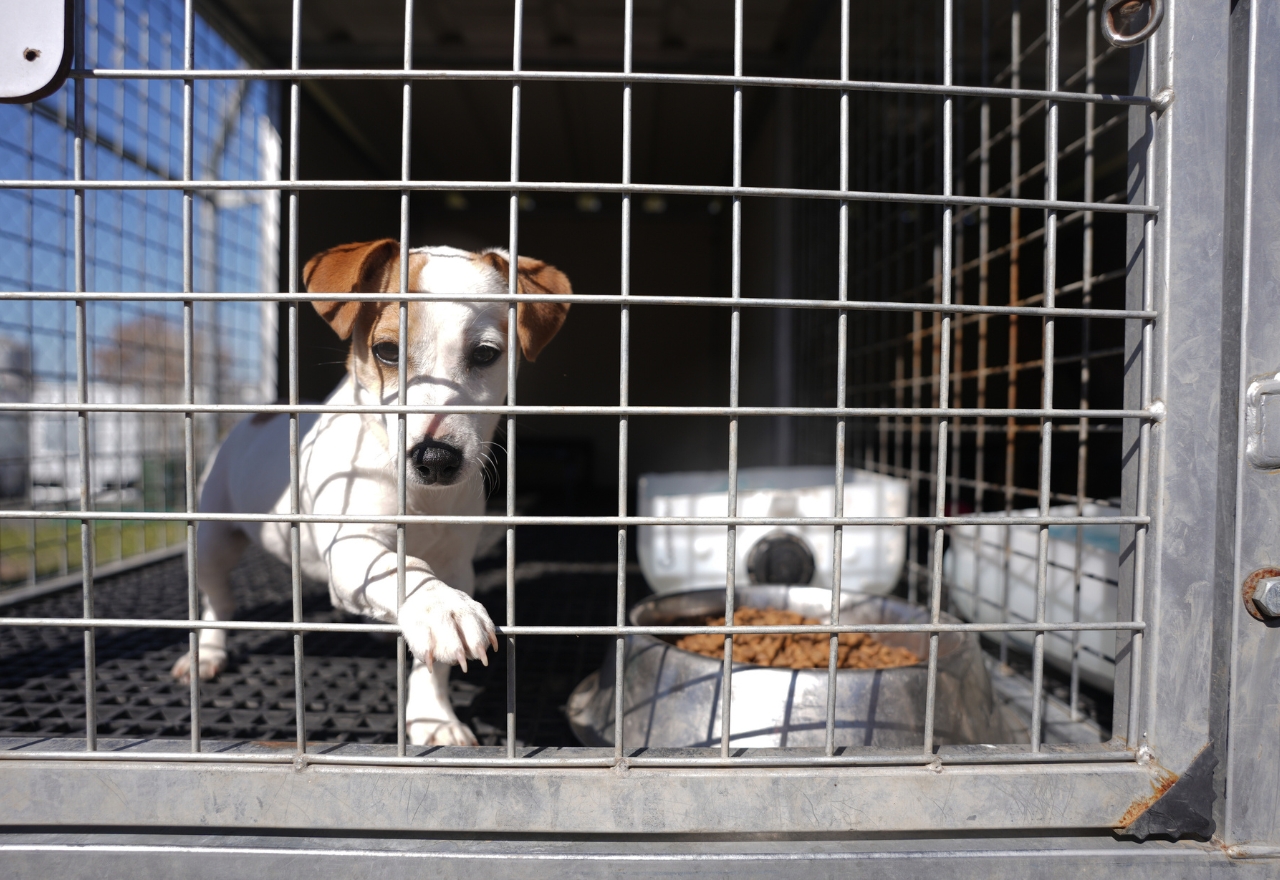 Tighter dog breeding laws begin