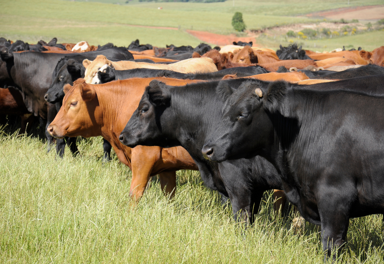 Low Methane Beef project delivers first genomic insights to help reduce emissions in beef cattle