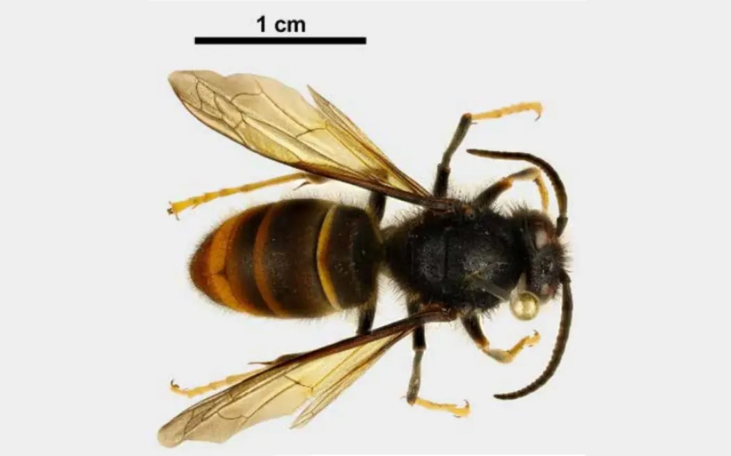 New weapon in war against invasive yellow-legged hornet