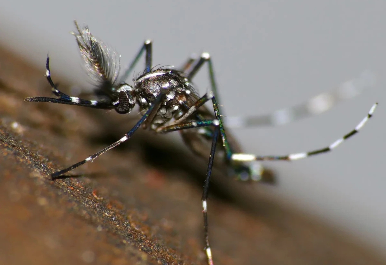 Free jabs for Japanese encephalitis as mozzie season nears