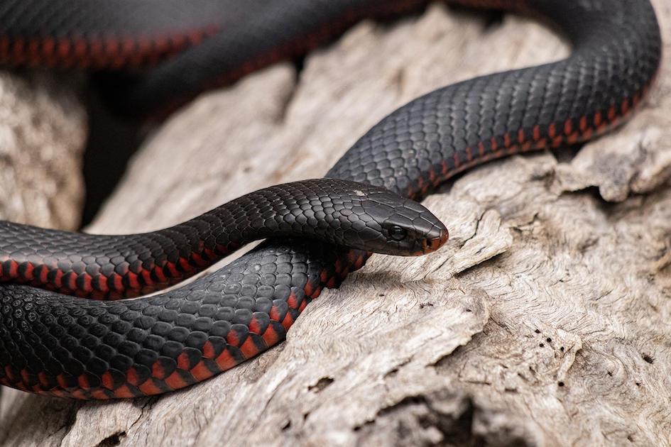 Snakes and adders: play it safe this summer