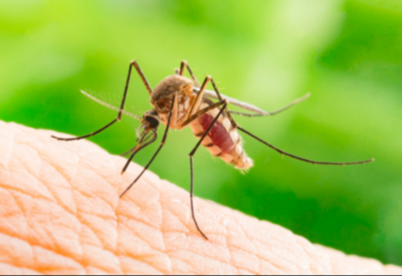 Lismore & NRs residents urged to take care this mosquito season
