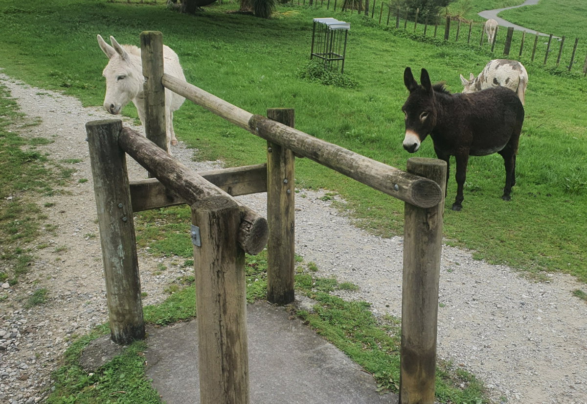 Community Delights in a Heart-Warming Day at the Donkey Park, Snells Beach/Algies Bay