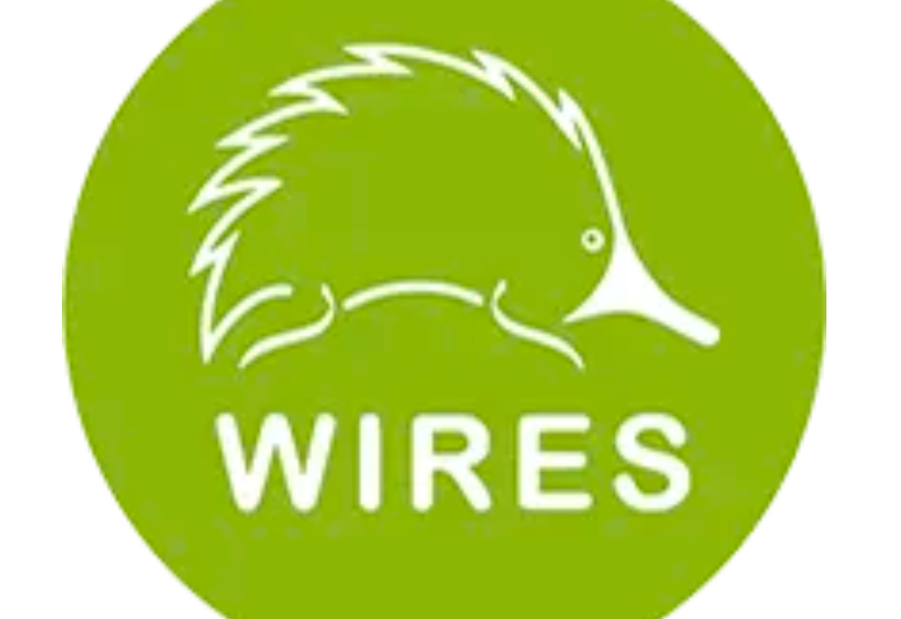 WIRES uge all to keep pets safe as temperatures soar