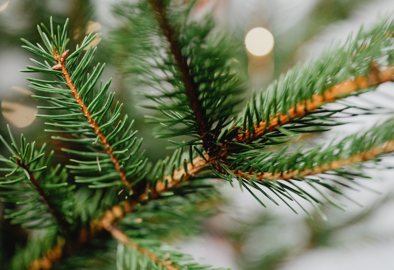 Oh Christmas Tree! Where to buy 🎄