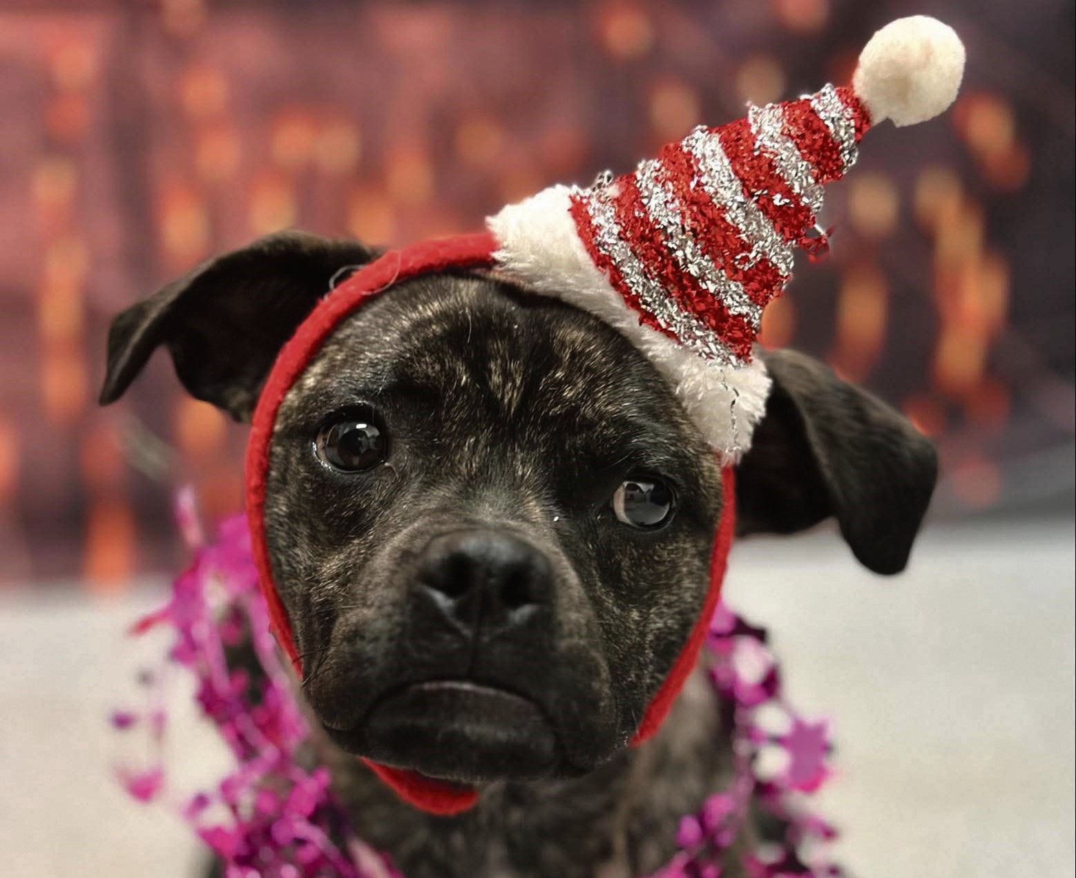 Chrismas puppy love needed at Shoalhaven Animal Shelter