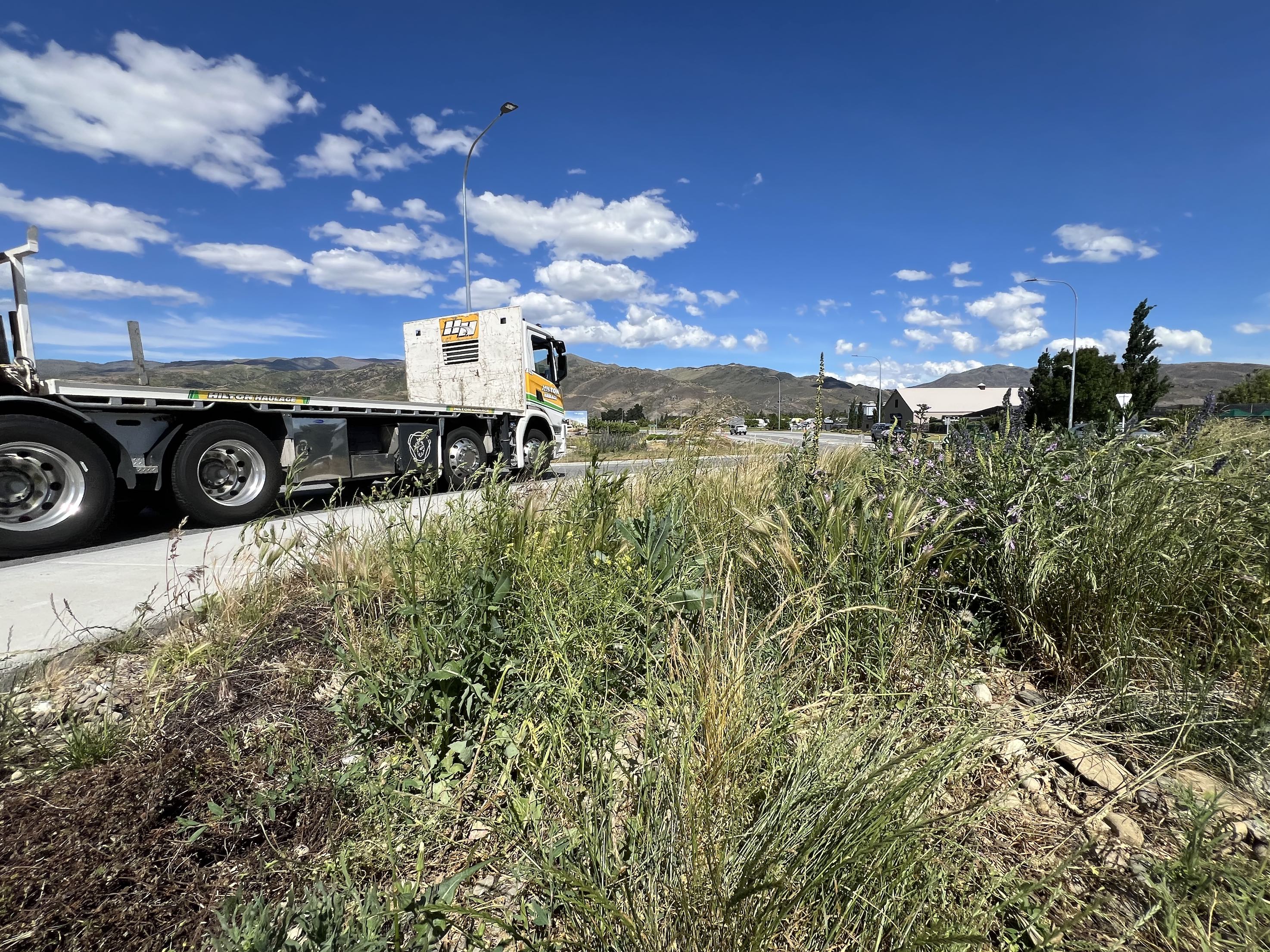 Cromwell locals step in as roundabout weed problem grows  