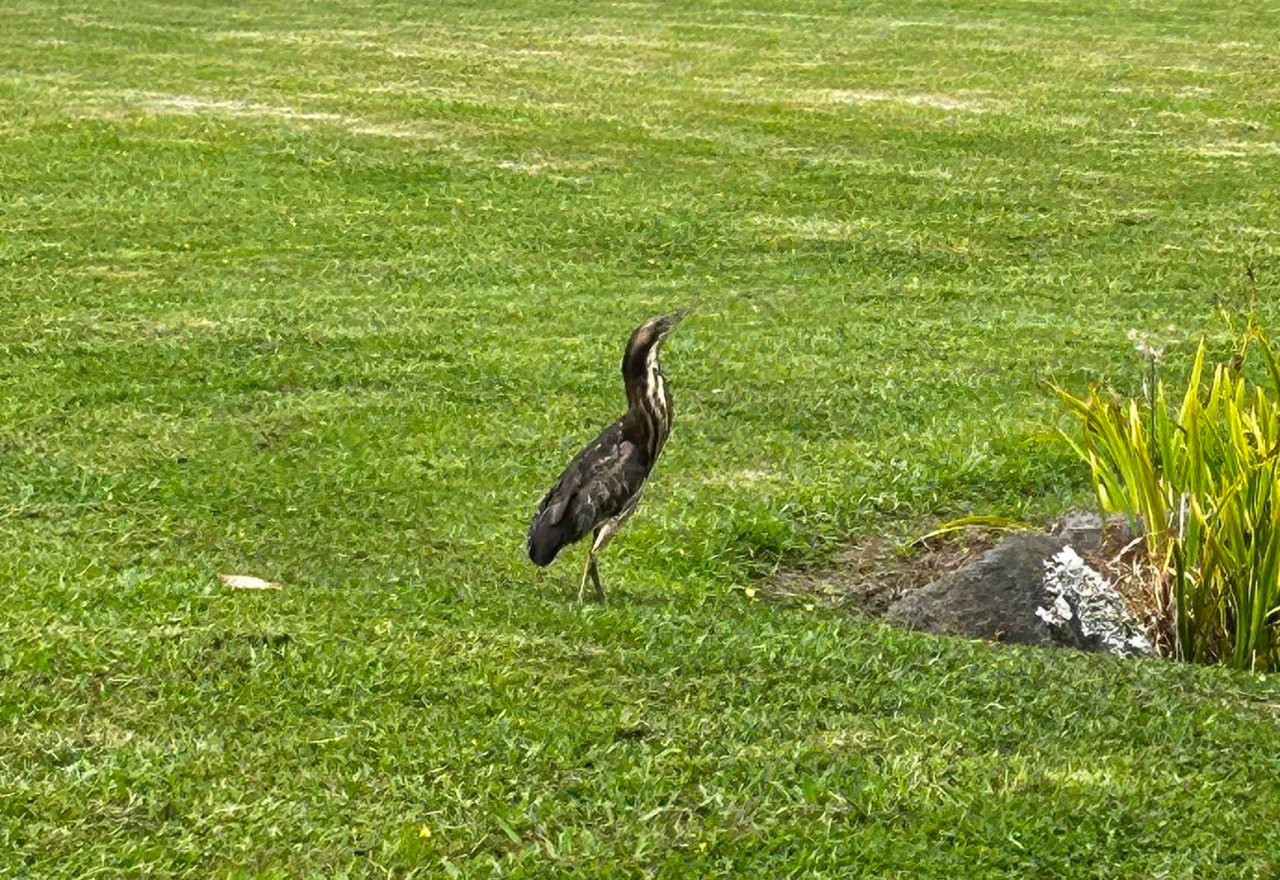 Rare female bittern spotted in Matakana sparks conservation effort