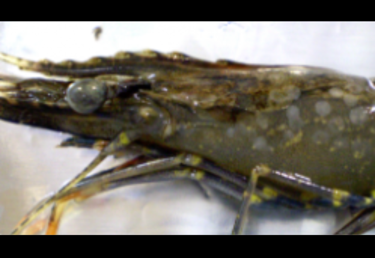​​New control order to protect prawns from white spot in NSW​