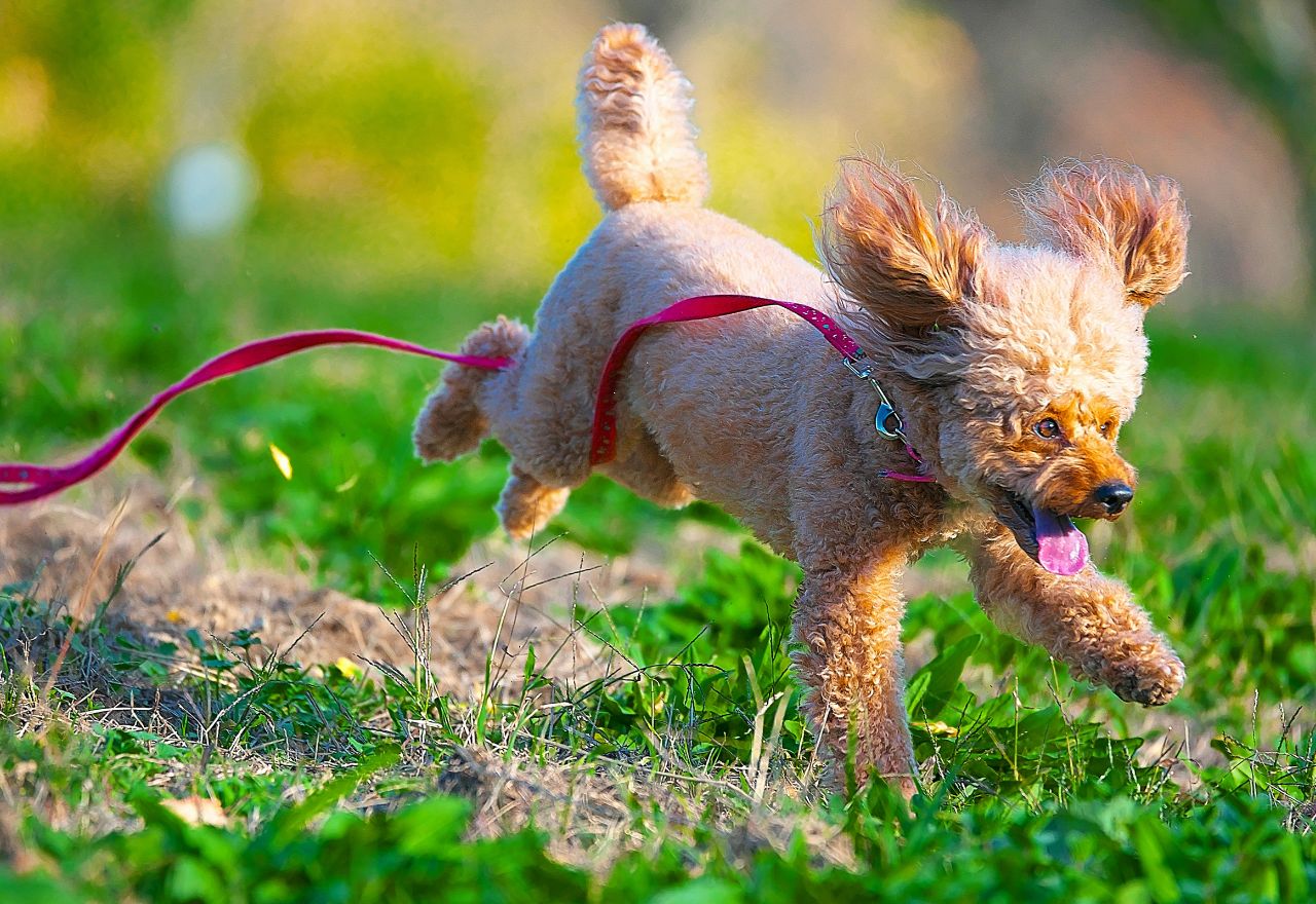 Ways to take care of your dog over summer