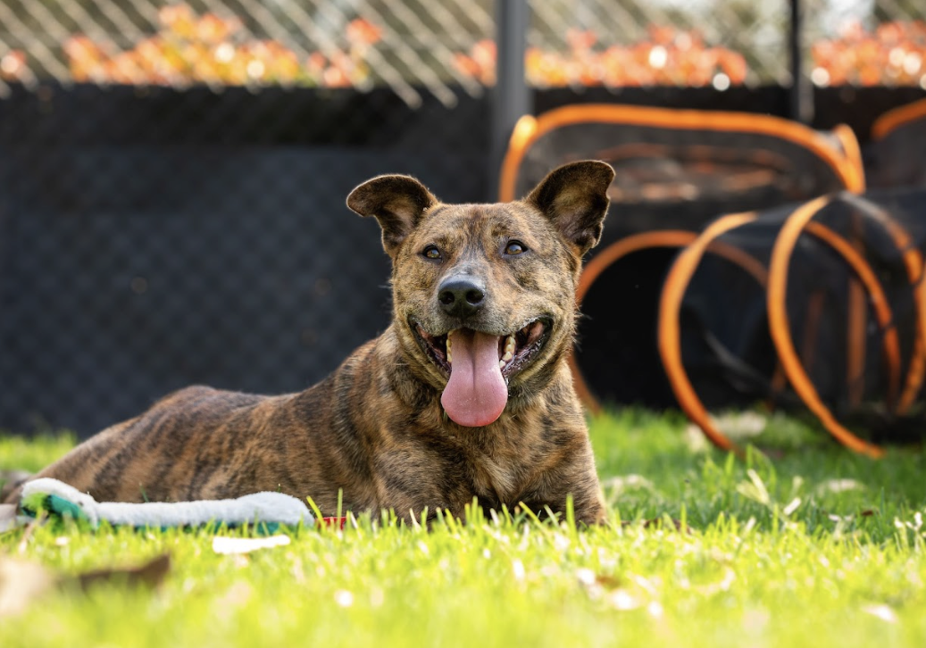 Giving pets a furr-ever home this Christmas