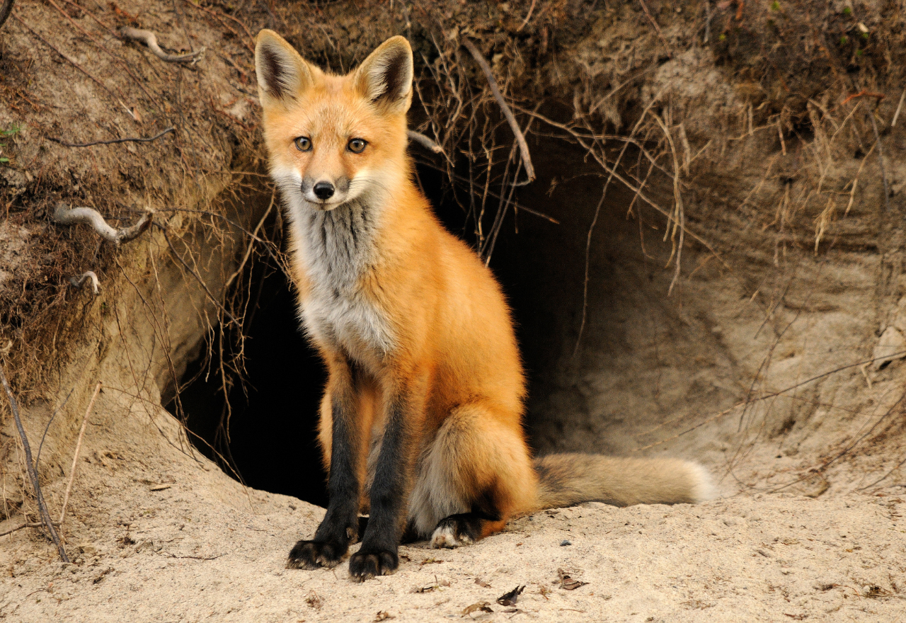 New National Coordinator strengthens feral cat and fox management
