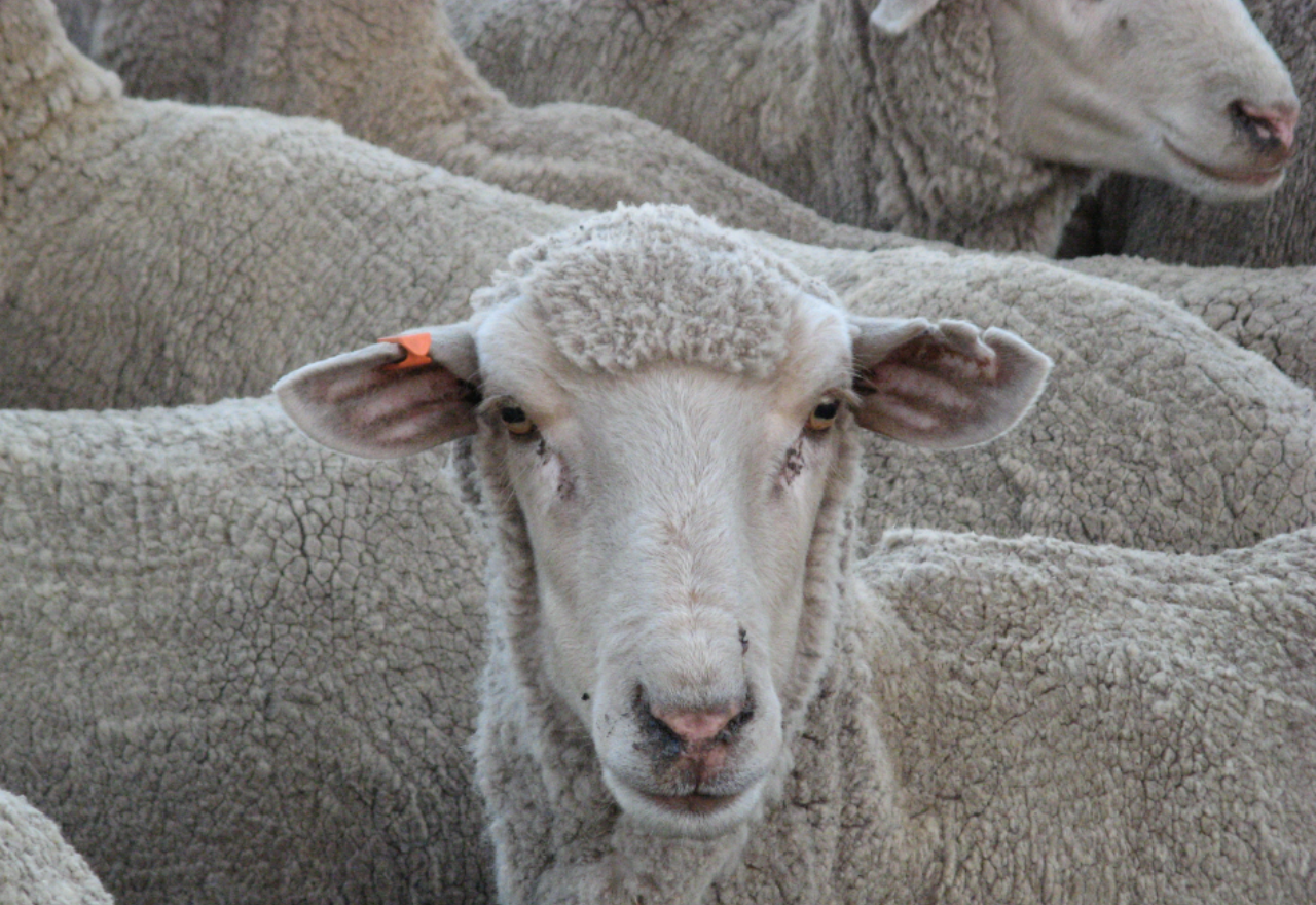 $2 million more for sheep and goat farmers' eID equipment rebate