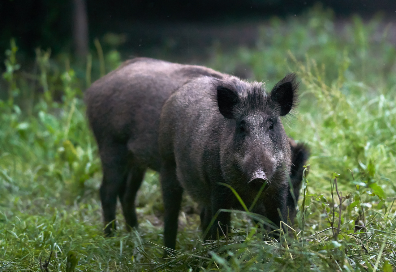 Farmers ask NSW Govt for more money to curb feral pigs