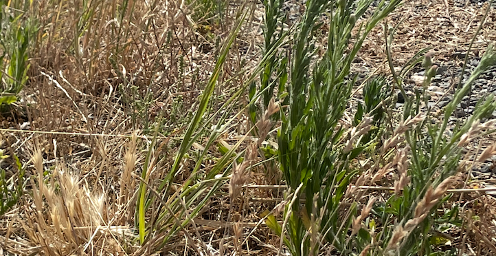 Tackling Roadside Weeds Together