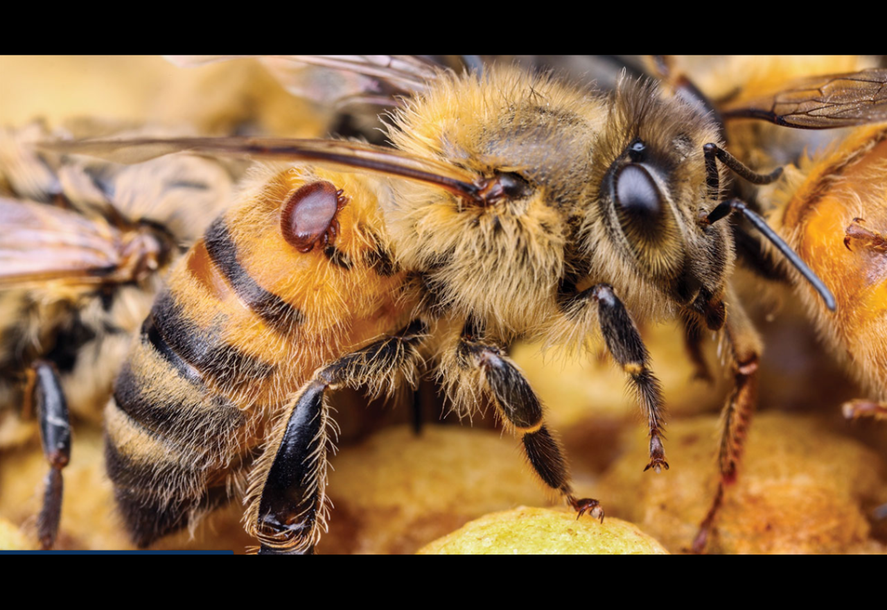 First case of pyrethroid resistant Varroa management confirmed