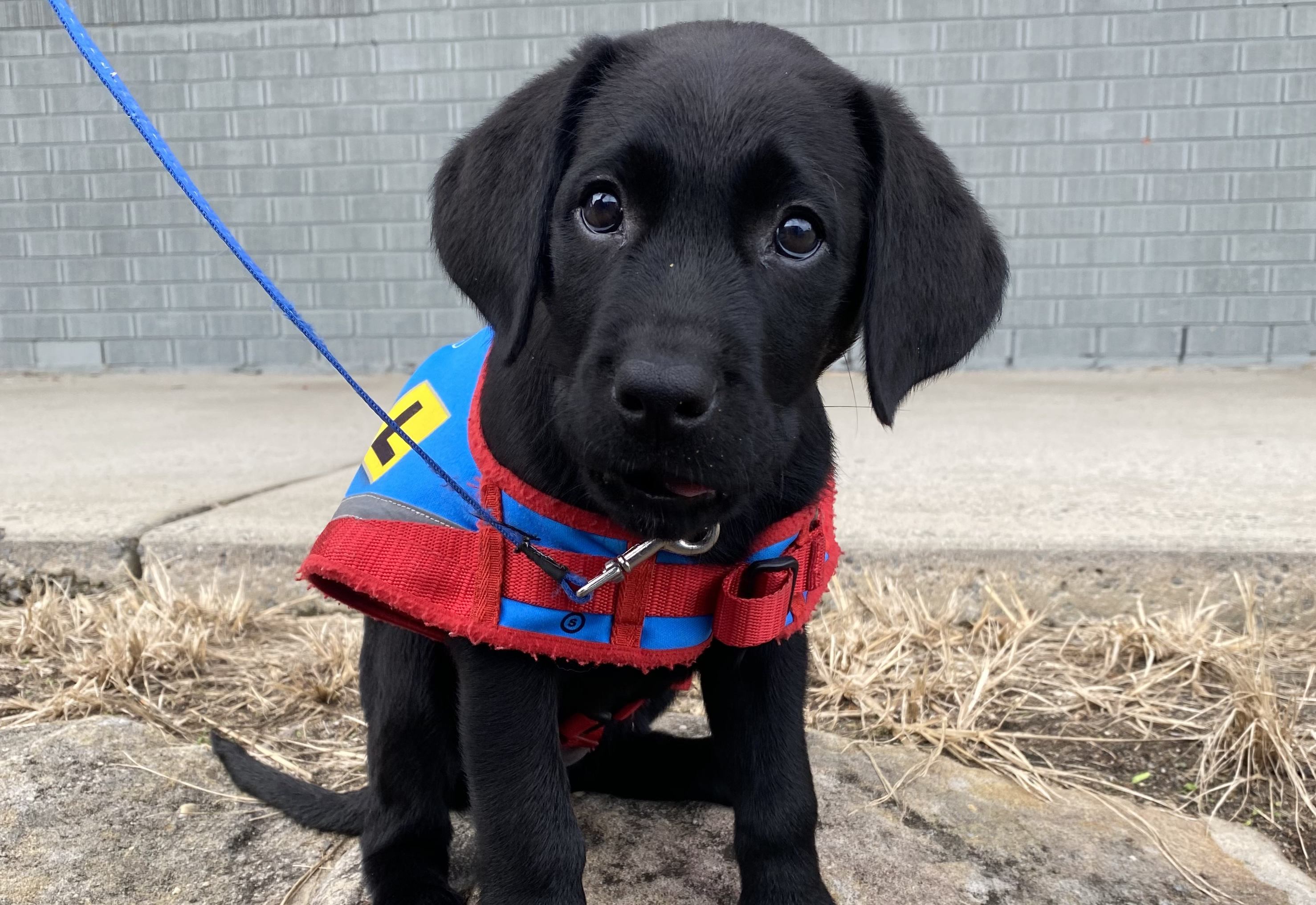 Paws for thought: Carers needed for puppy love
