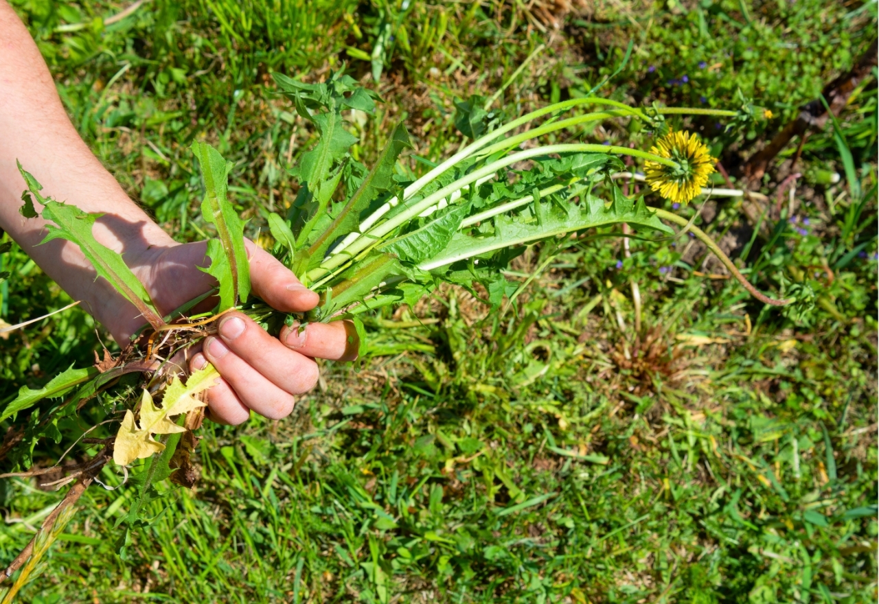 NSW Government delivers new weed program to protect farming