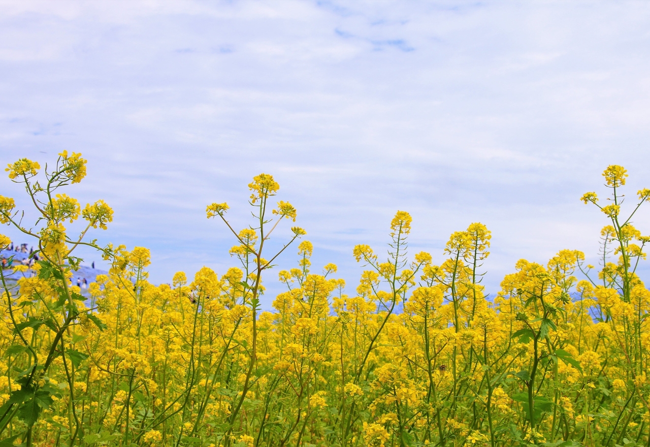 Winter crops rebound with 20 per cent rise in value