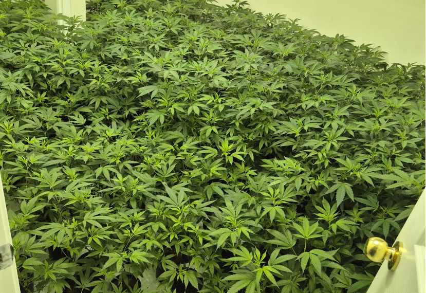 More than 300 cannabis plants seized in West Nowra hydroponic bust