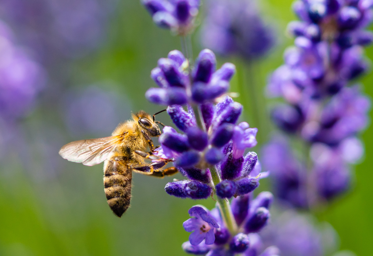 Gardening Column: Bees and beneficial bugs