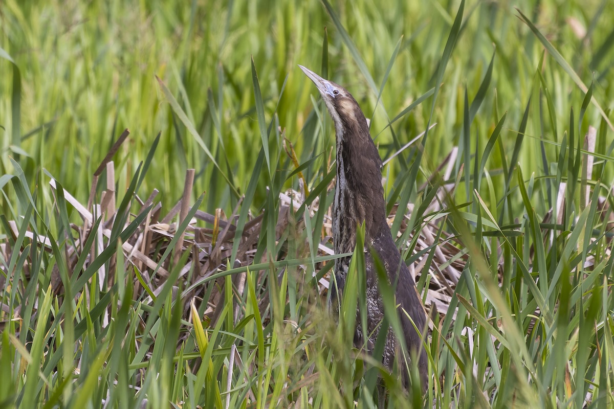 Community project continues to track rare wetland bird